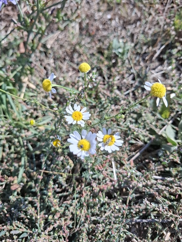 German Chamomile