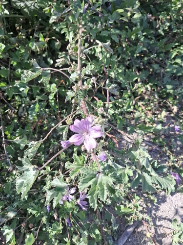 Common Mallow