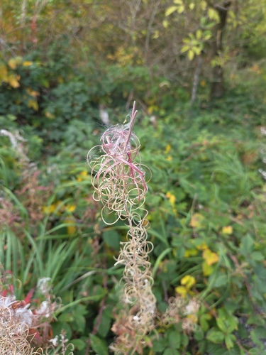 fireweed