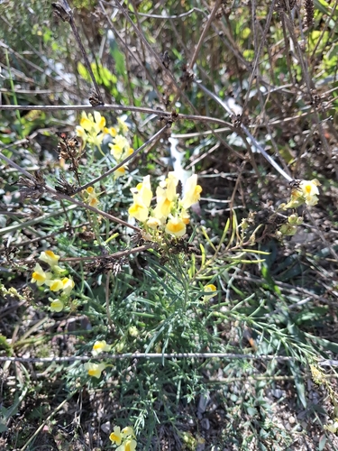 common toadflax