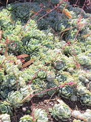 Echeveria elegans