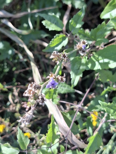 chicory