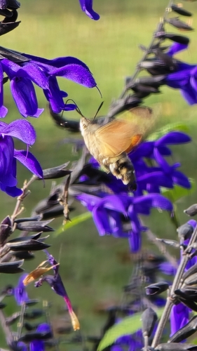 Eurasian Hummingbird Hawkmoth