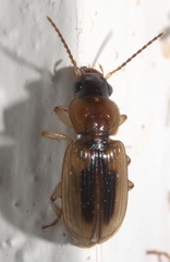 Agonoderus