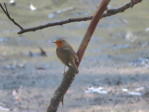 European Robin