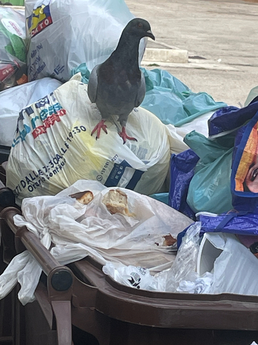 Feral Pigeon