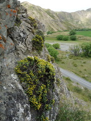 Helichrysum coralloides
