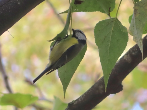 Eurasian Blue Tit