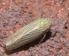 Graminella fitchii