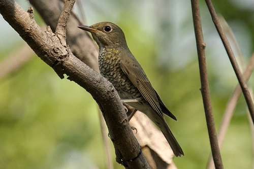 Monticola cinclorhynchus observed 2026-10-05