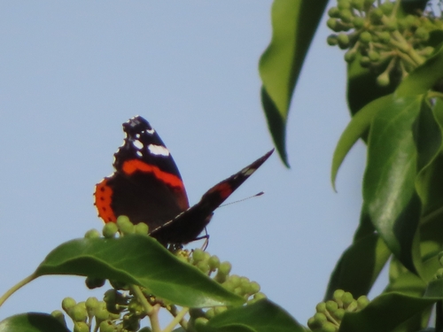 Red Admiral