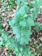 Hylotelephium telephium