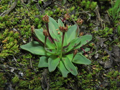 Plantago barbata