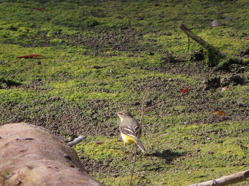 Grey Wagtail