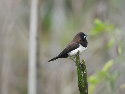 Lonchura leucogastroides, 2026-10-05