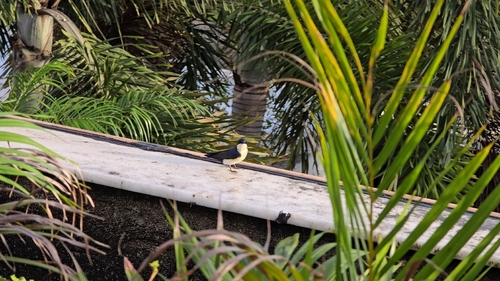 Blue-and-white Swallow