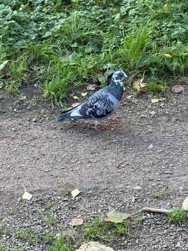 Feral Pigeon