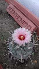 Coryphantha poselgeriana
