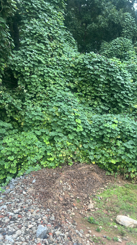 kudzu