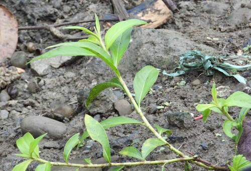 Persicaria barbata observed 2026-10-05