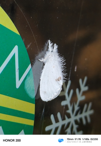 Swan Moth
