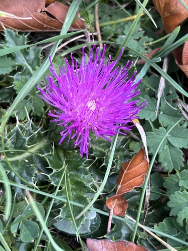 Stemless Thistle