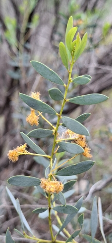Acacia buxifolia, 2026-09-26