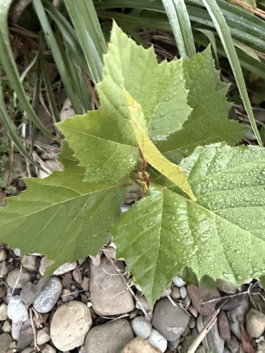 American sycamore