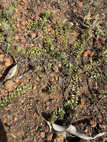 Ptilotus declinatus, 2026-10-04