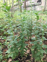 Hylotelephium telephium