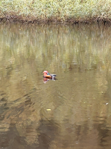 Mandarin Duck