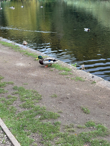 Mallard