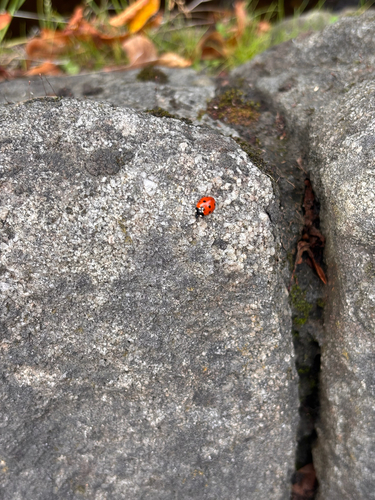 Seven-spotted Lady Beetle