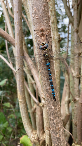 Migrant Hawker