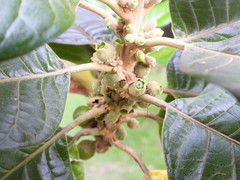 Aegiphila bogotensis