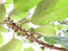 Aegiphila bogotensis