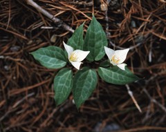 Pseudotrillium rivale