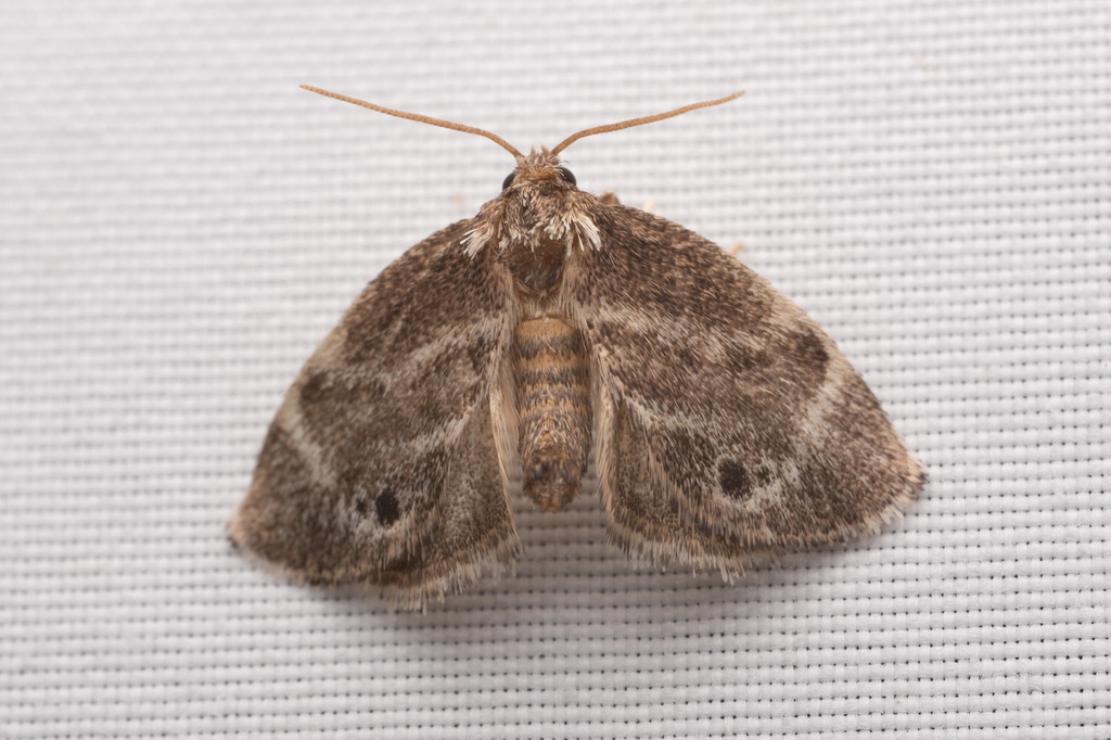 Elegant Tailed Slug Moth