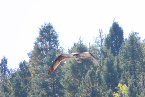 Osprey