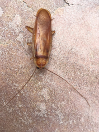 Turkestan cockroach