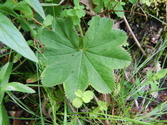 Alchemilla xanthochlora