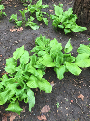 Hosta