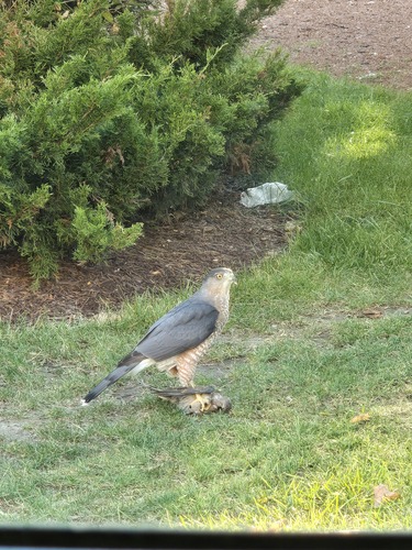 Cooper's Hawk