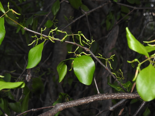 coast mistletoe