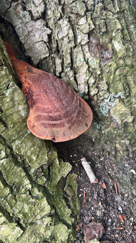 Beefsteak Polypore
