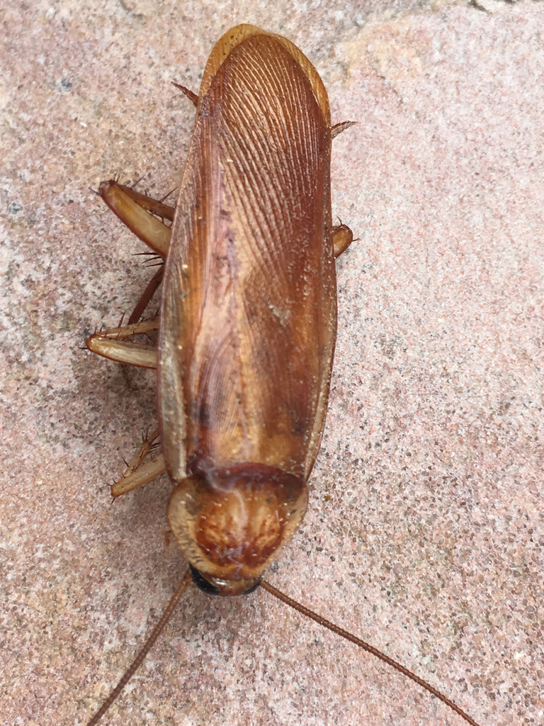 Turkestan cockroach