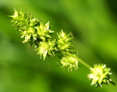 Carex sparganioides