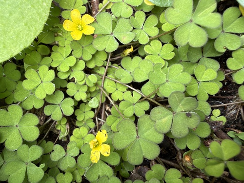 least yellow-sorrel