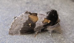 Gluphisia avimacula