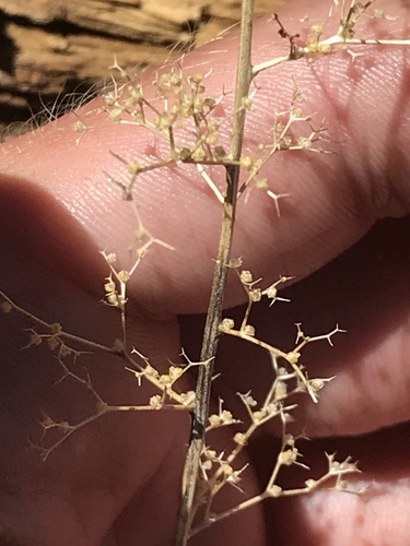 Dysphania incisa, photograph 3